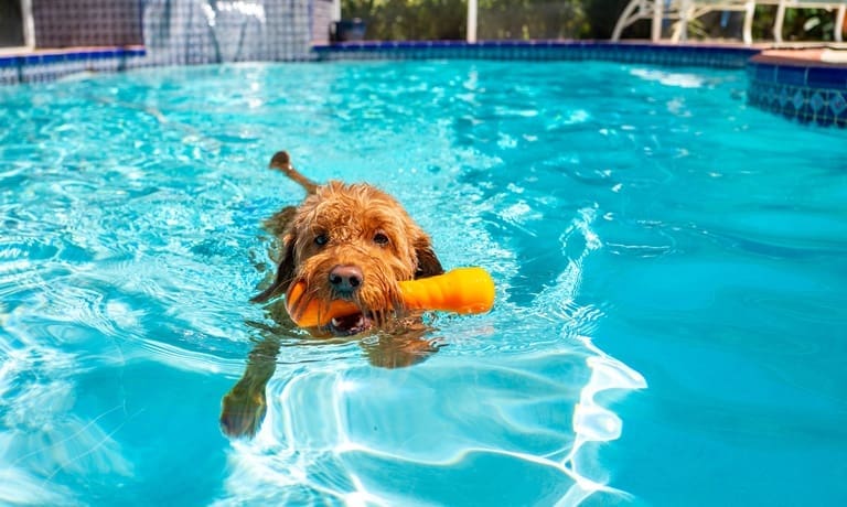 A cute, fluffy brown dog is swimming in an in-ground pool with an orange chew toy shaped like a bone in its mouth.