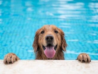 An adorable Golden Retriever has its paws up on the edge of an in-ground while panting. The dog is in the pool.