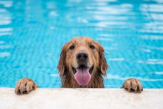 An adorable Golden Retriever has its paws up on the edge of an in-ground while panting. The dog is in the pool.