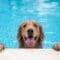 An adorable Golden Retriever has its paws up on the edge of an in-ground while panting. The dog is in the pool.