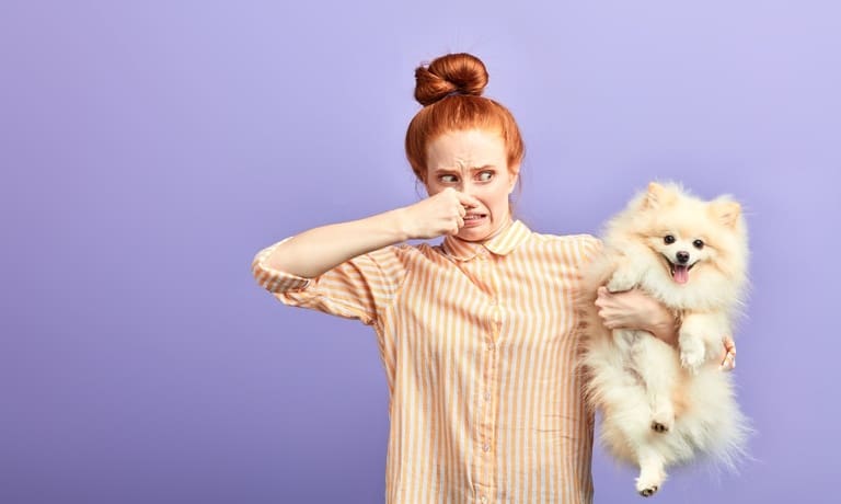 What to Do When Pet Odor in the Home Won’t Go Away 1 A girl pinching her nose while holding a small dog against a purple studio backdrop with both facing the camera.