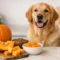 Can Dogs Eat Pumpkin? What to Know