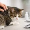 Cat Dandruff Causes and Treatment