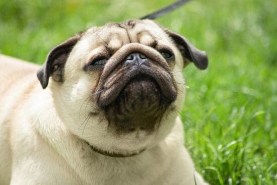 A beige pug sitting on green grass with its mouth slightly open and eyes partly closed in a close-up outdoor view.
