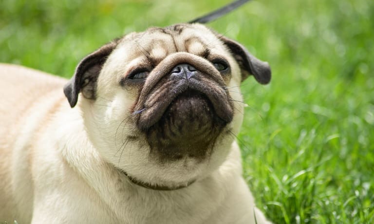 Tips for Caring for a Dog With a Respiratory Condition 1 A beige pug sitting on green grass with its mouth slightly open and eyes partly closed in a close-up outdoor view.