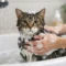 How to Bathe a Cat Without the Stress