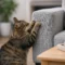 How to Stop Cat Scratching Furniture