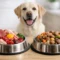 Raw vs Cooked Dog Food: Which Is Better?