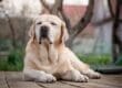 A senior yellow Labrador rests on a wooden deck with closed eyes as a blurred yard and trees are behind him.