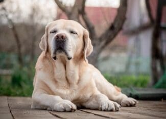 A senior yellow Labrador rests on a wooden deck with closed eyes as a blurred yard and trees are behind him.