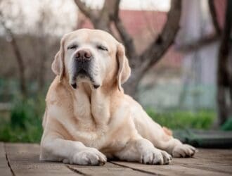 A senior yellow Labrador rests on a wooden deck with closed eyes as a blurred yard and trees are behind him.
