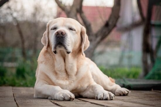 A senior yellow Labrador rests on a wooden deck with closed eyes as a blurred yard and trees are behind him.