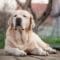 A senior yellow Labrador rests on a wooden deck with closed eyes as a blurred yard and trees are behind him.