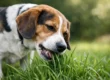 Why Does Dog Eat Grass? What It Means