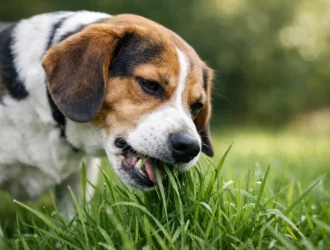 Why Does Dog Eat Grass? What It Means