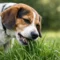 Why Does Dog Eat Grass? What It Means