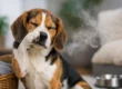 Why Does My Dog Stink? Common Causes