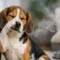 Why Does My Dog Stink? Common Causes