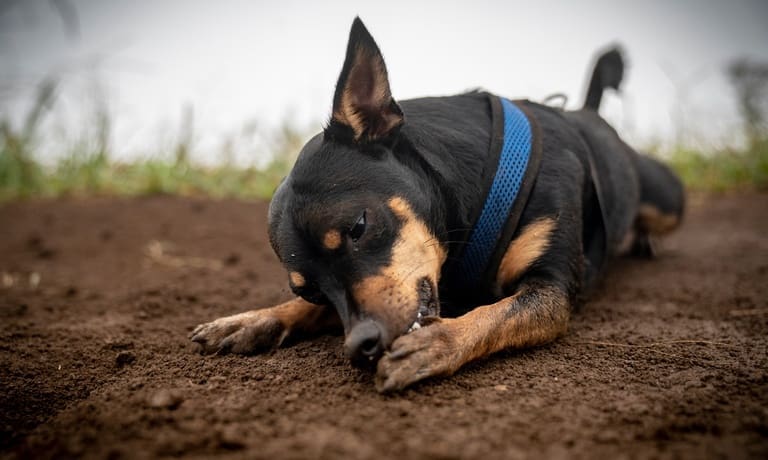 How To Protect Your Dog’s Feet While on Trails 2 A black-and-tan dog in a blue chest harness laying in the dirt and chewing on the pads of one of its dirty paws.