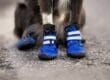 A black-and-white dog sitting on black asphalt and wearing bright blue-and-black protective coverings on its paws.