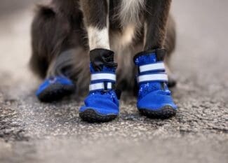A black-and-white dog sitting on black asphalt and wearing bright blue-and-black protective coverings on its paws.