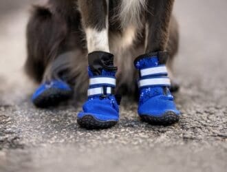 A black-and-white dog sitting on black asphalt and wearing bright blue-and-black protective coverings on its paws.