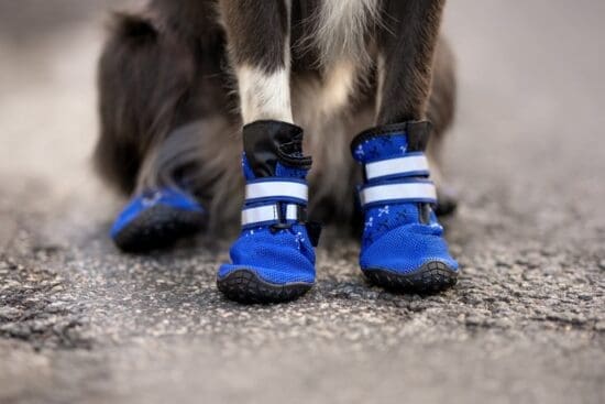 A black-and-white dog sitting on black asphalt and wearing bright blue-and-black protective coverings on its paws.