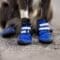 A black-and-white dog sitting on black asphalt and wearing bright blue-and-black protective coverings on its paws.