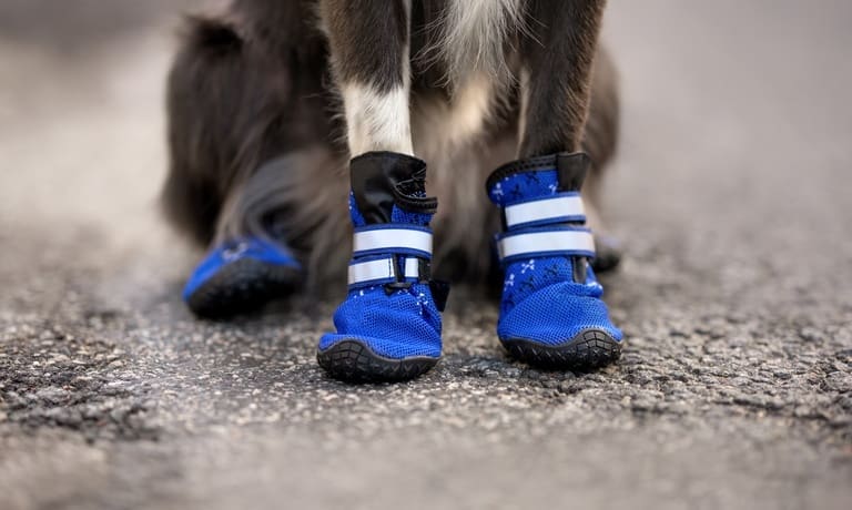 How To Protect Your Dog’s Feet While on Trails 1 A black-and-white dog sitting on black asphalt and wearing bright blue-and-black protective coverings on its paws.