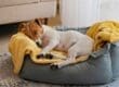 Brown-and-white dog naps on a yellow blanket in a gray cushioned bed near a sofa and sheer curtains.