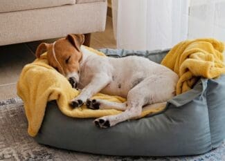 Brown-and-white dog naps on a yellow blanket in a gray cushioned bed near a sofa and sheer curtains.