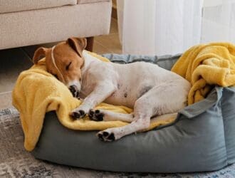 Brown-and-white dog naps on a yellow blanket in a gray cushioned bed near a sofa and sheer curtains.