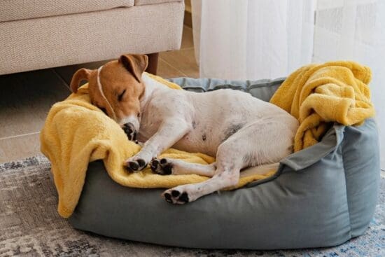 Brown-and-white dog naps on a yellow blanket in a gray cushioned bed near a sofa and sheer curtains.