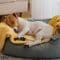 Brown-and-white dog naps on a yellow blanket in a gray cushioned bed near a sofa and sheer curtains.