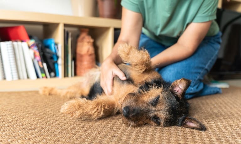 Why Dogs Like Having Different Rest Spots Around the House 2 Person kneels on a floor rug, gently petting a relaxed small dog lying belly-up in front of a bookshelf.
