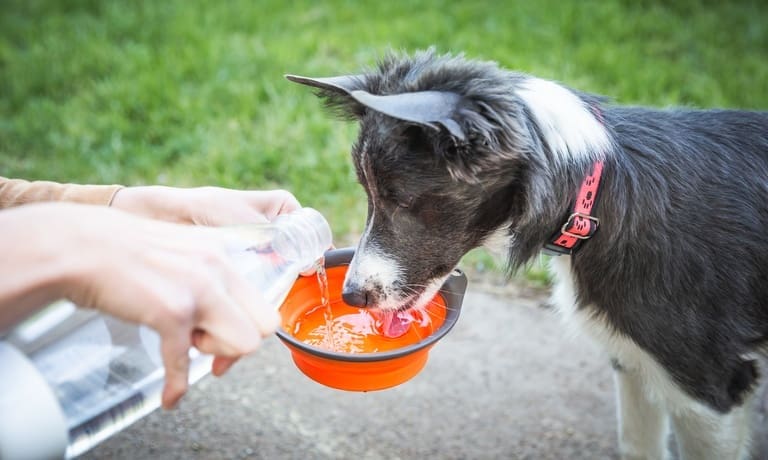 Tips for Maintaining Your Dog’s Training Routine in the Heat 2 A dog owner pouring water into a collapsible orange-and-black bowl while a dog actively drinks from it.