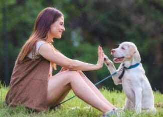 A dog owner sitting on the grass with a puppy and encouraging it to lift its paw and hold it against their hand.
