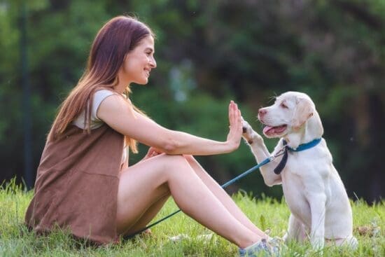 A dog owner sitting on the grass with a puppy and encouraging it to lift its paw and hold it against their hand.