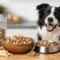 Freeze Dried Dog Food: Is It Right for Your Dog?