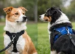 Front Clip vs Back Clip Harness