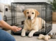 How to Crate Train an Adult Dog: A Gentle Plan