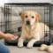How to Crate Train an Adult Dog: A Gentle Plan