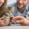 How to Socialize a Kitten With Confidence