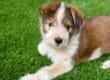 A brown and white puppy lying on green turf with one front paw extended and looking toward the camera.