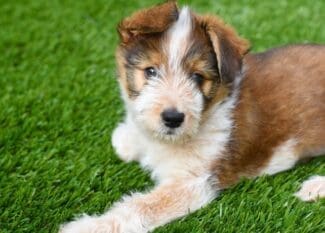 A brown and white puppy lying on green turf with one front paw extended and looking toward the camera.