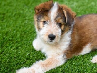 A brown and white puppy lying on green turf with one front paw extended and looking toward the camera.