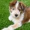 A brown and white puppy lying on green turf with one front paw extended and looking toward the camera.