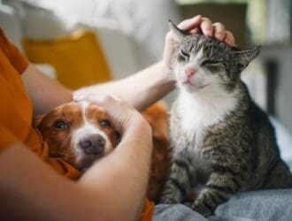 A pet owner sits on the couch in an orange shirt and pets their dog and cat who sit comfortable on their lap.