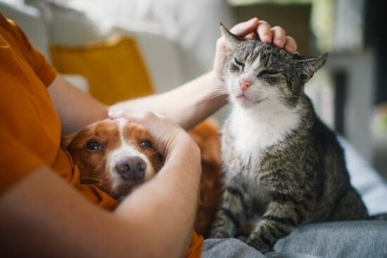 A pet owner sits on the couch in an orange shirt and pets their dog and cat who sit comfortable on their lap.