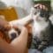 A pet owner sits on the couch in an orange shirt and pets their dog and cat who sit comfortable on their lap.